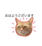 茶トラのちーこ（個別スタンプ：1）