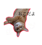 茶トラのちーこ（個別スタンプ：6）