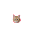 茶トラのちーこ（個別スタンプ：9）
