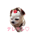 犬のももんた君（個別スタンプ：3）