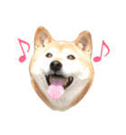 柴犬ハナさん（個別スタンプ：1）