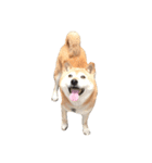 柴犬ハナさん（個別スタンプ：2）