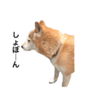 柴犬ハナさん（個別スタンプ：4）