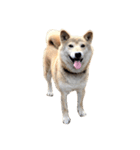 柴犬ハナさん（個別スタンプ：7）