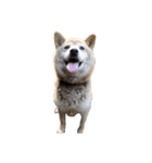 柴犬ハナさん（個別スタンプ：11）