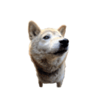 柴犬ハナさん（個別スタンプ：12）