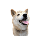 柴犬ハナさん（個別スタンプ：13）
