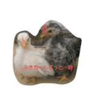 みきちゃんチャボくんスタンプ（個別スタンプ：1）