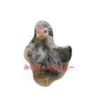 みきちゃんチャボくんスタンプ（個別スタンプ：3）