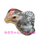 みきちゃんチャボくんスタンプ（個別スタンプ：4）