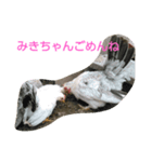 みきちゃんチャボくんスタンプ（個別スタンプ：6）