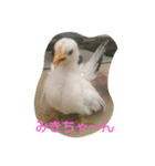 みきちゃんチャボくんスタンプ（個別スタンプ：7）