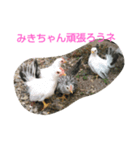 みきちゃんチャボくんスタンプ（個別スタンプ：8）