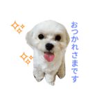 我が家の雪ちゃん（個別スタンプ：2）