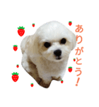我が家の雪ちゃん（個別スタンプ：3）