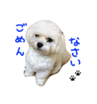 我が家の雪ちゃん（個別スタンプ：4）