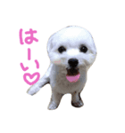 我が家の雪ちゃん（個別スタンプ：5）
