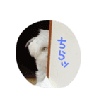 我が家の雪ちゃん（個別スタンプ：7）