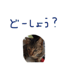 写真スタンプ123（個別スタンプ：15）