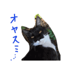 写真スタンプ123（個別スタンプ：31）
