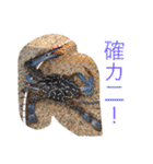 写真スタンプ123（個別スタンプ：39）