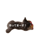 美羽(Miu)チワワの日常（個別スタンプ：12）