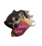 美羽(Miu)チワワの日常（個別スタンプ：24）