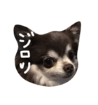 美羽(Miu)チワワの日常（個別スタンプ：25）