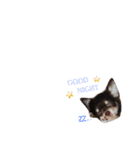美羽(Miu)チワワの日常（個別スタンプ：31）
