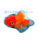 涼風金魚（個別スタンプ：1）