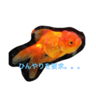 涼風金魚（個別スタンプ：4）