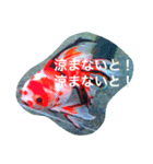 涼風金魚（個別スタンプ：5）