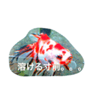 涼風金魚（個別スタンプ：6）