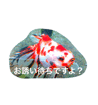 涼風金魚（個別スタンプ：7）