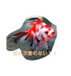涼風金魚（個別スタンプ：8）
