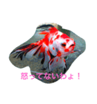涼風金魚（個別スタンプ：9）