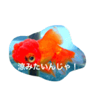 涼風金魚（個別スタンプ：10）