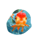 涼風金魚（個別スタンプ：11）