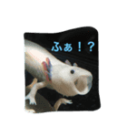 涼風金魚（個別スタンプ：13）