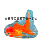 涼風金魚（個別スタンプ：15）