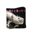 涼風金魚（個別スタンプ：16）