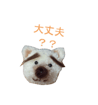 なんちゃってポンポン犬（個別スタンプ：5）