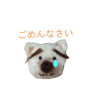 なんちゃってポンポン犬（個別スタンプ：6）