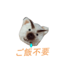 なんちゃってポンポン犬（個別スタンプ：8）