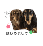 愛犬まろ親子feat赤ちゃん（個別スタンプ：1）