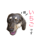 愛犬まろ親子feat赤ちゃん（個別スタンプ：2）