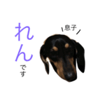 愛犬まろ親子feat赤ちゃん（個別スタンプ：3）