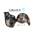 愛犬まろ親子feat赤ちゃん（個別スタンプ：4）