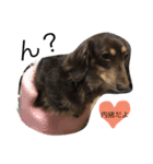 愛犬まろ親子feat赤ちゃん（個別スタンプ：5）
