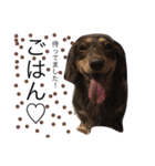愛犬まろ親子feat赤ちゃん（個別スタンプ：11）